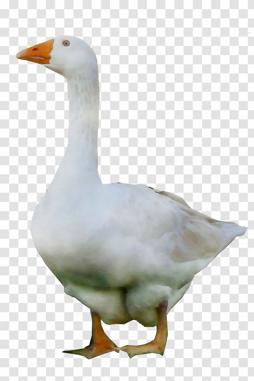 Duck Goose Grey Geese Water Fowl - Web Search Engine Transparent PNG