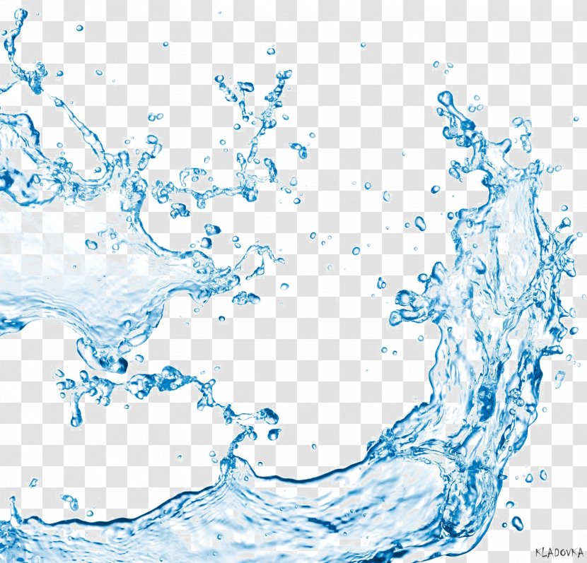 Water Drop Clip Art - Organism - Splash Clipart Transparent PNG
