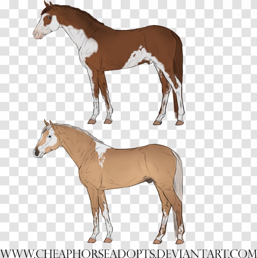 Mustang Foal Mare Halter Stallion - Pack Animal - Minimal Tobiano Transparent PNG