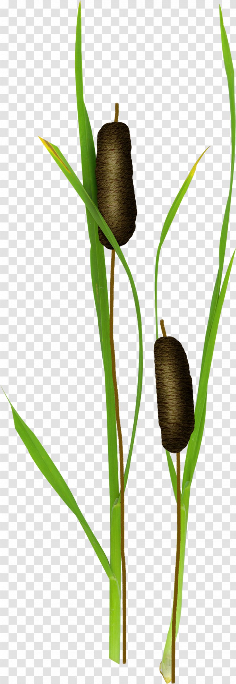 Typha Orientalis Candle Light Water - Plant - Green Candles Transparent PNG