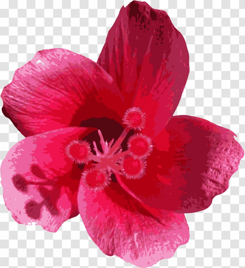 Flower Mallows Petal Lilium - Mallow Family Transparent PNG