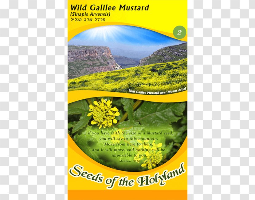 Parable Of The Mustard Seed Plant Transparent PNG