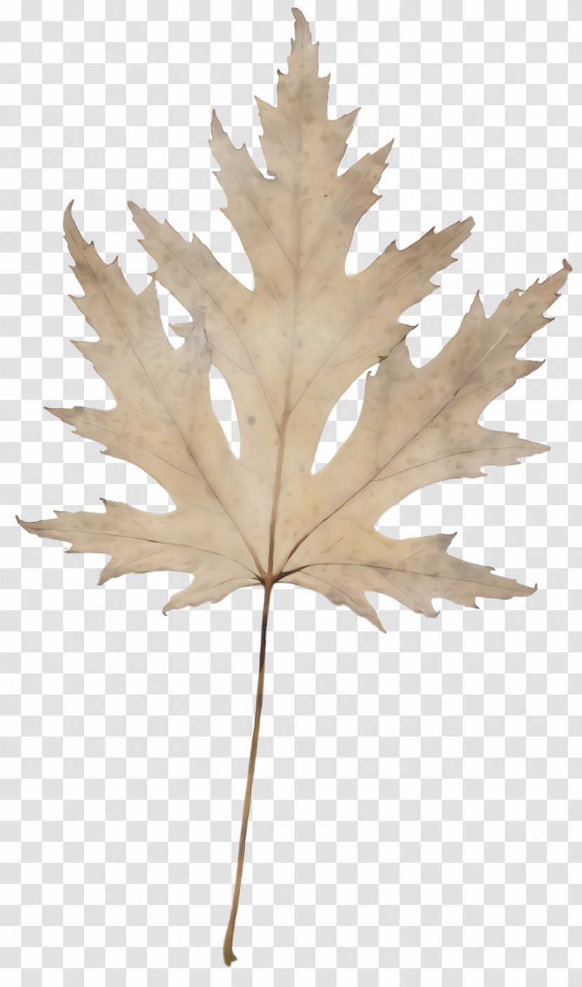 Maple Leaf - Paint - Black Beige Transparent PNG