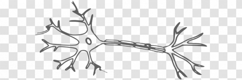 Cartoon Brain - Branch - Line Art Twig Transparent PNG