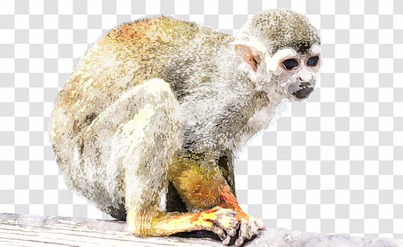 New World Monkey Snout Marmoset Wildlife Old World Monkey Transparent PNG
