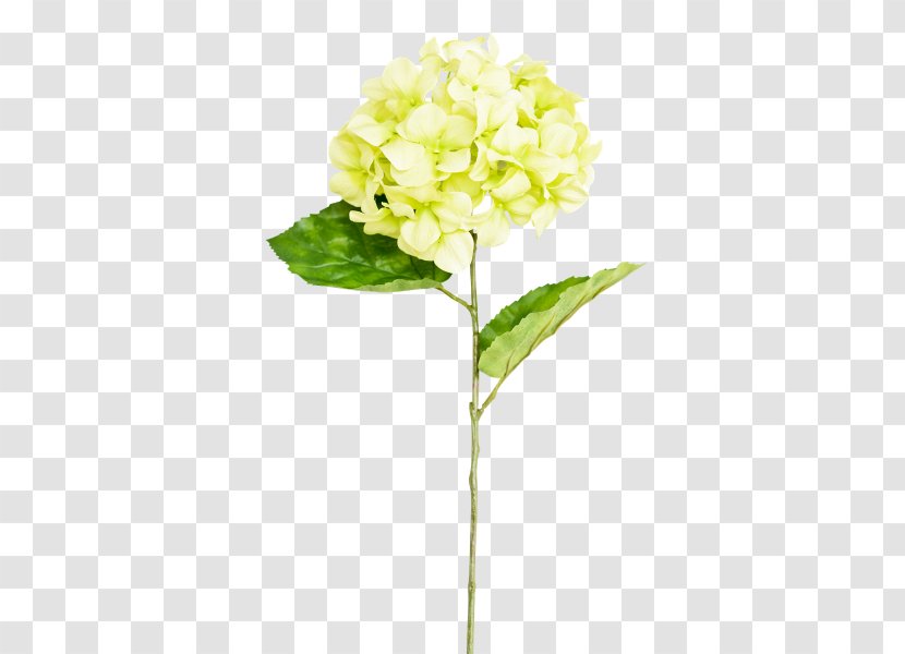 Hydrangea Cut Flowers Plant Stem Transparent PNG