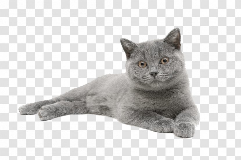 Chartreux British Shorthair Russian Blue Nebelung Korat - Fur - Kitten Transparent PNG