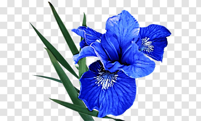 Flower Flowering Plant Blue Petal - Algerian Iris - Gentian Family Transparent PNG