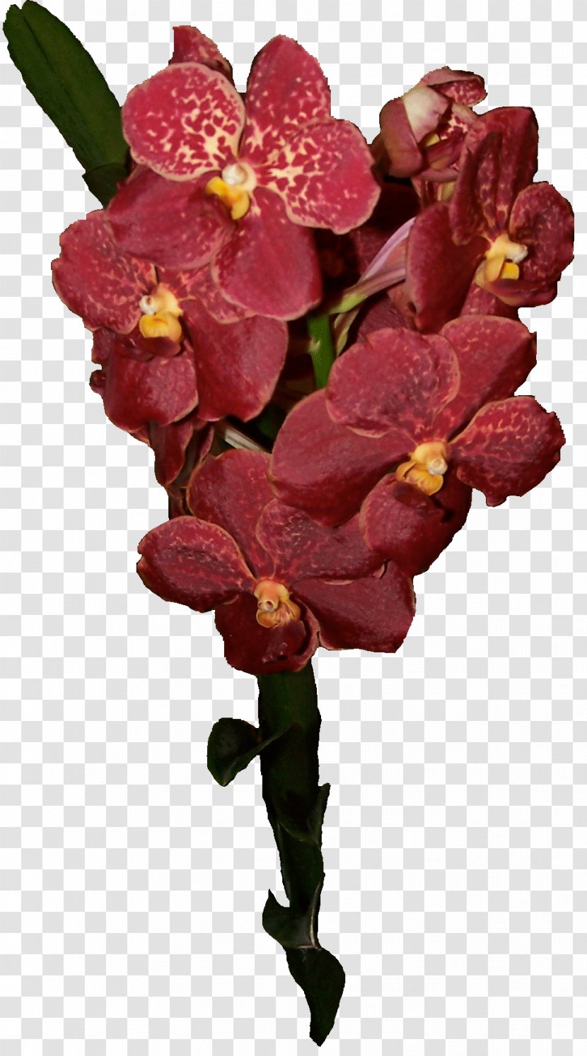 Flower Plant Ascocenda Singapore Orchid Moth Orchids - Orchis Transparent PNG