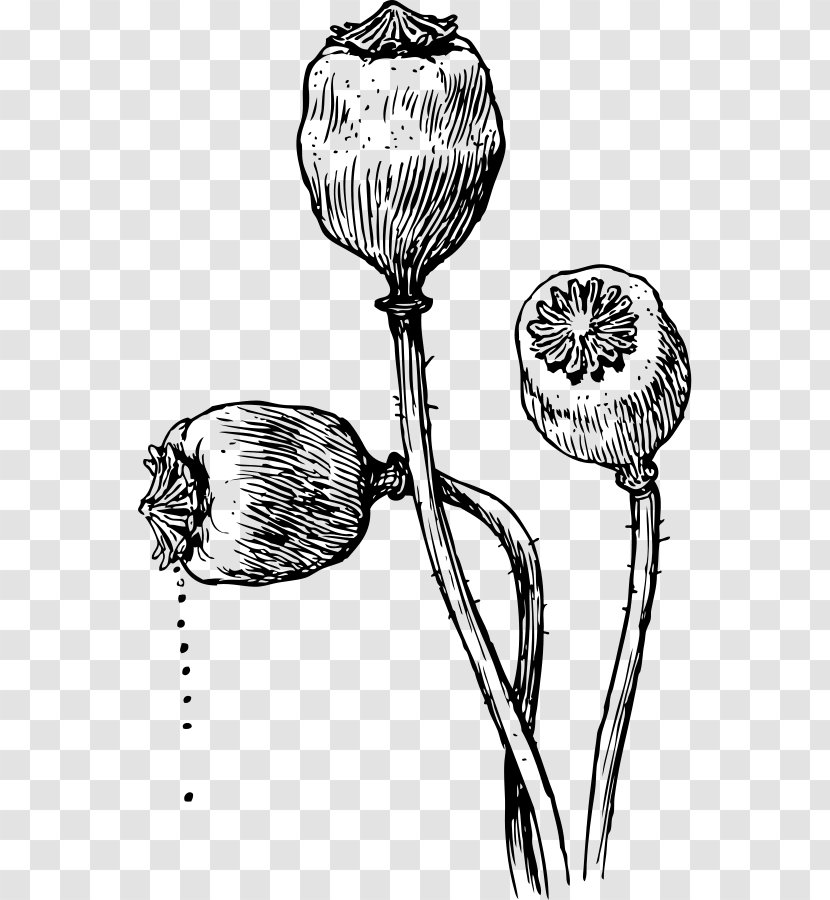 Poppy Seed Opium California Drawing Transparent PNG