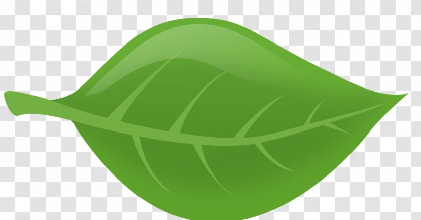 Leaf - Green - Plant Transparent PNG