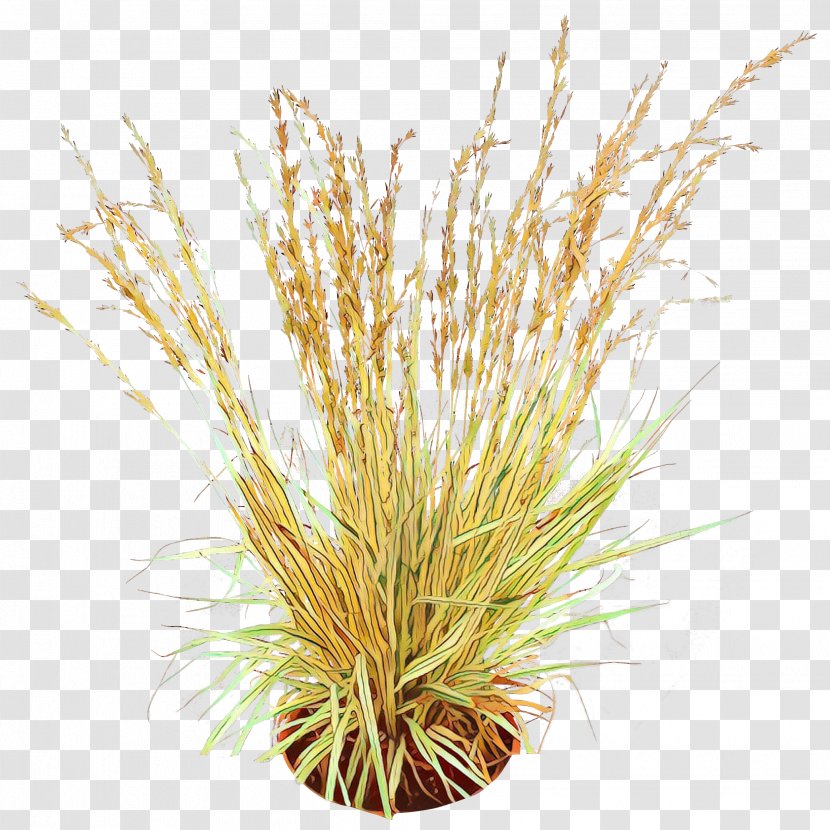 Grass Background - Family Plant Transparent PNG