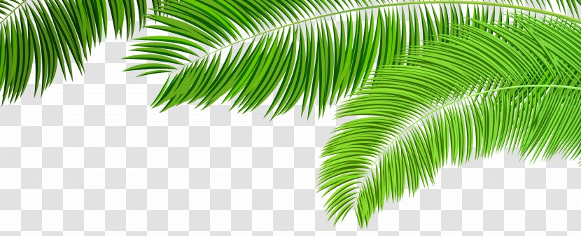 Arecaceae Palm Branch Palm-leaf Manuscript Clip Art - Branches Decoration Image Transparent PNG