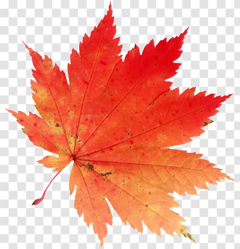 Autumn Leaf Color Drawing Clip Art - Red Maple Transparent PNG