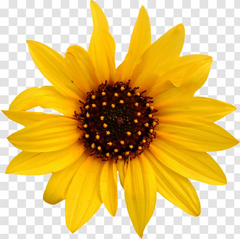 Sunflowers Common Daisy Stock Photography White - Floral Design - Sunflower Transparent PNG