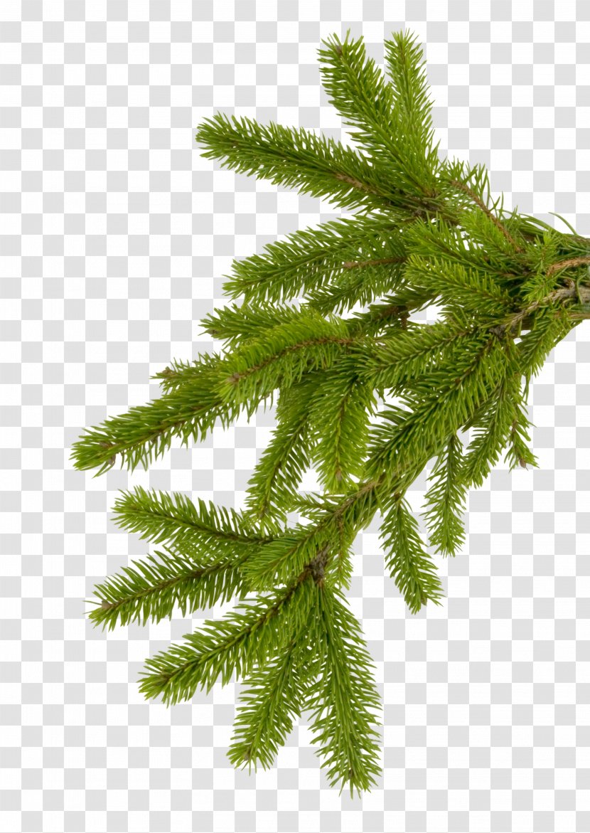 Branch Spruce Needle New Year Tree - Presentation - Fir-tree Transparent PNG