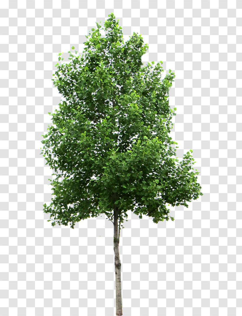 Small Trees Birch Deciduous Clip Art - Plant - Tree Transparent PNG