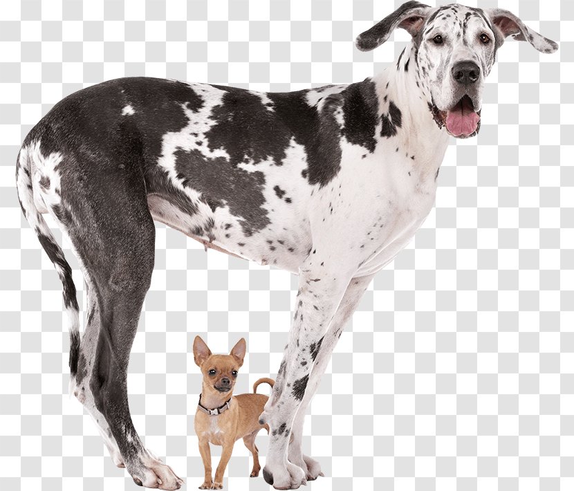 Great Dane Dog Breed Chihuahua Stock Photography Working - Giant - GREAT DANE Transparent PNG