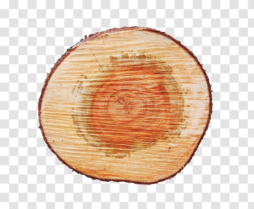 Tree Wood Fir - Resource - Pictures Transparent PNG