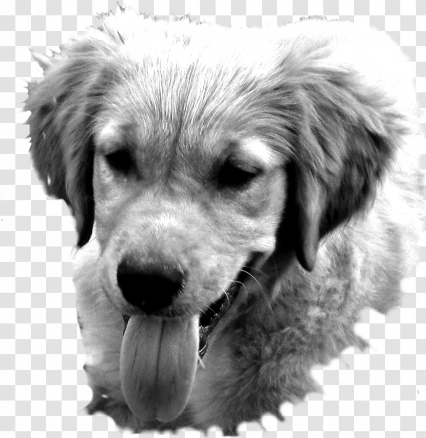 Golden Retriever Labrador Puppy Dog Breed Companion - Nose Transparent PNG