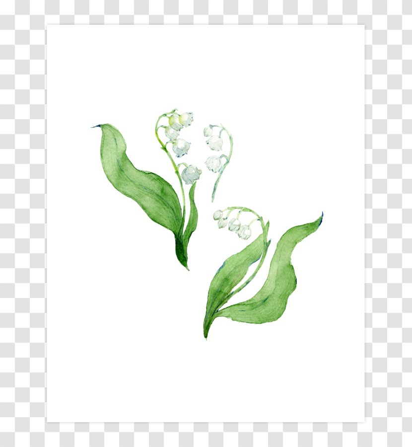 Flowering Plant Green Stem Leaf - Flower Transparent PNG