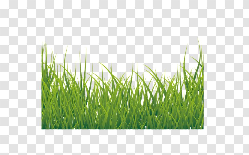 Euclidean Vector Icon - Wheatgrass - Green Grass Transparent PNG