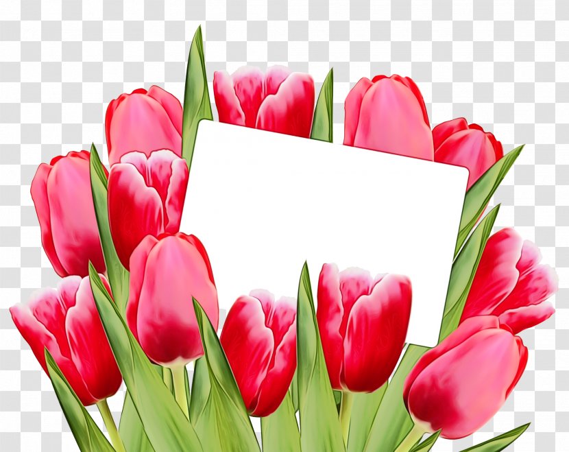 Tulip Petal Flower Pink Cut Flowers - Bud - Lily Family Transparent PNG