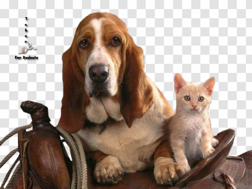 Basset Hound Puppy Kitten Cat Bloodhound Transparent PNG