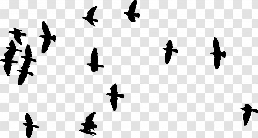 Bird Flight Flock Clip Art - Symbol - Birds Silhouette Transparent PNG