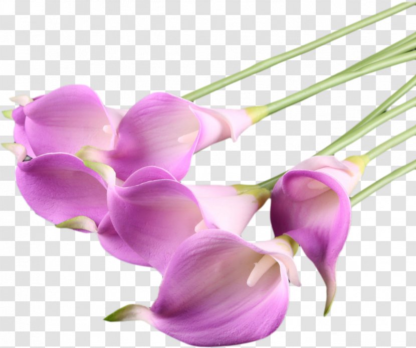 Flower Callalily Purple Arum-lily - Flowering Plant Transparent PNG