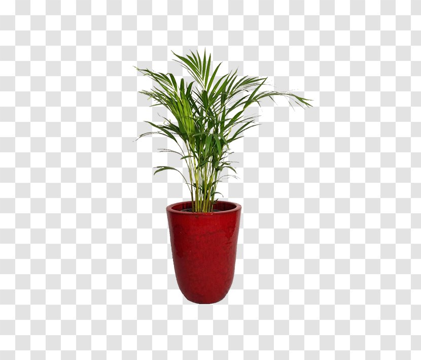 Arecaceae Redondo, Portugal Areca Palm Flowerpot Houseplant - Evergreen Transparent PNG