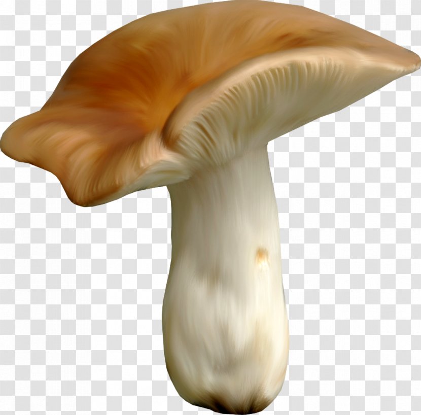 Oyster Mushroom Fungus Clip Art - Secret Garden Transparent PNG