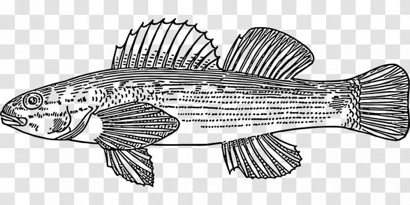 Fish Scale Drawing Clip Art - Animal Transparent PNG