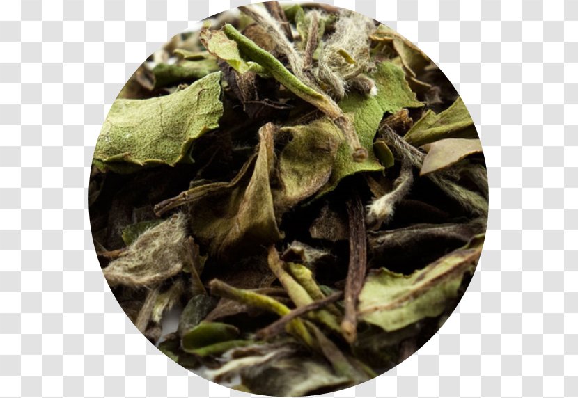 White Tea Bai Mudan Baihao Yinzhen Green - Pu Er - Leaves Transparent PNG