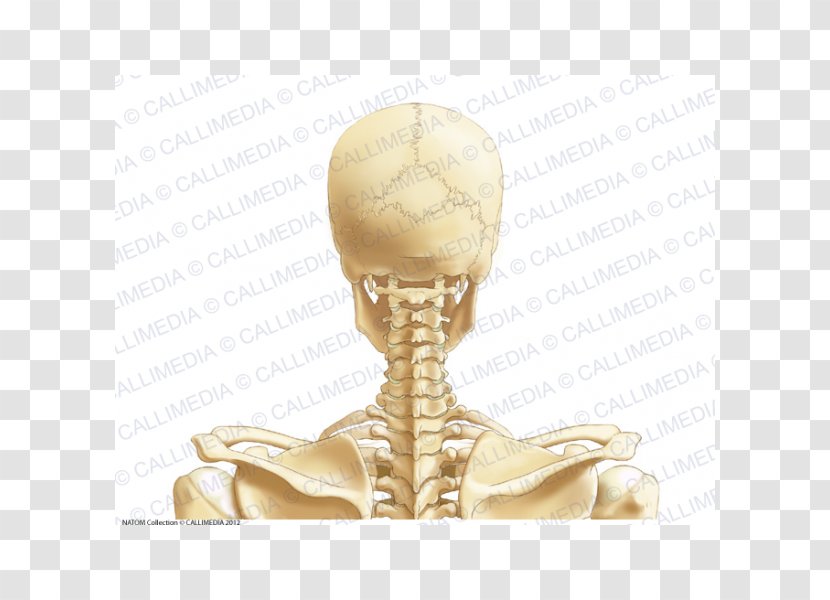 Posterior Triangle Of The Neck Head And Anatomy Vein Cervical Vertebrae - Human Transparent PNG