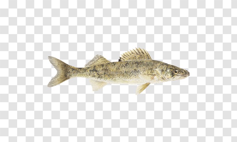 Cod Salmon Fish Products Fishing Trout - Businessperson Transparent PNG