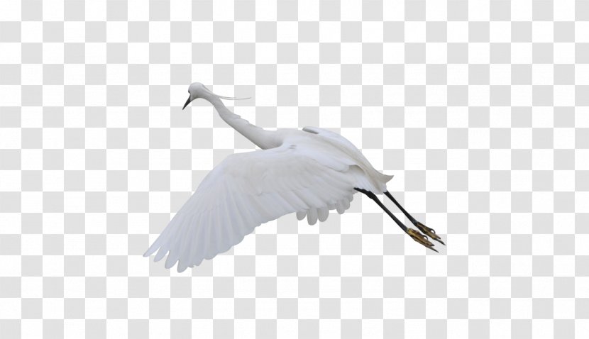 Water Bird Crane Goose Cygnini - Ducks Geese And Swans - Flying Transparent PNG