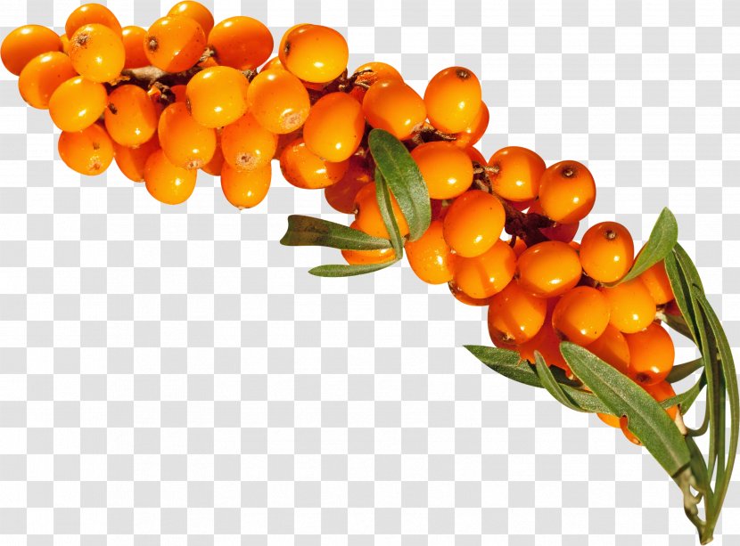 Fruit Orange Vegetarian Cuisine Sea Buckthorns - Buckthorn Transparent PNG