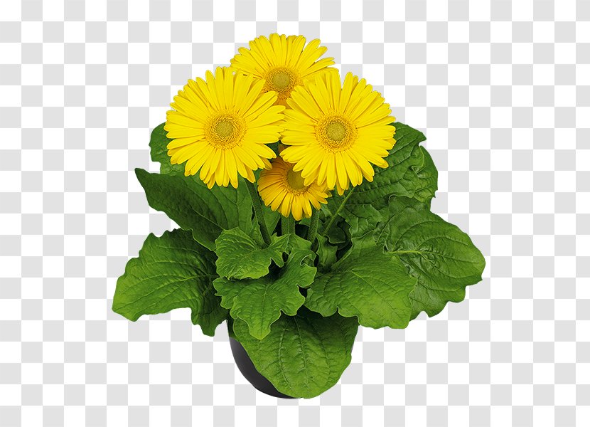 Transvaal Daisy Flower Chrysanthemum Seed Annual Plant - Cut Flowers Transparent PNG