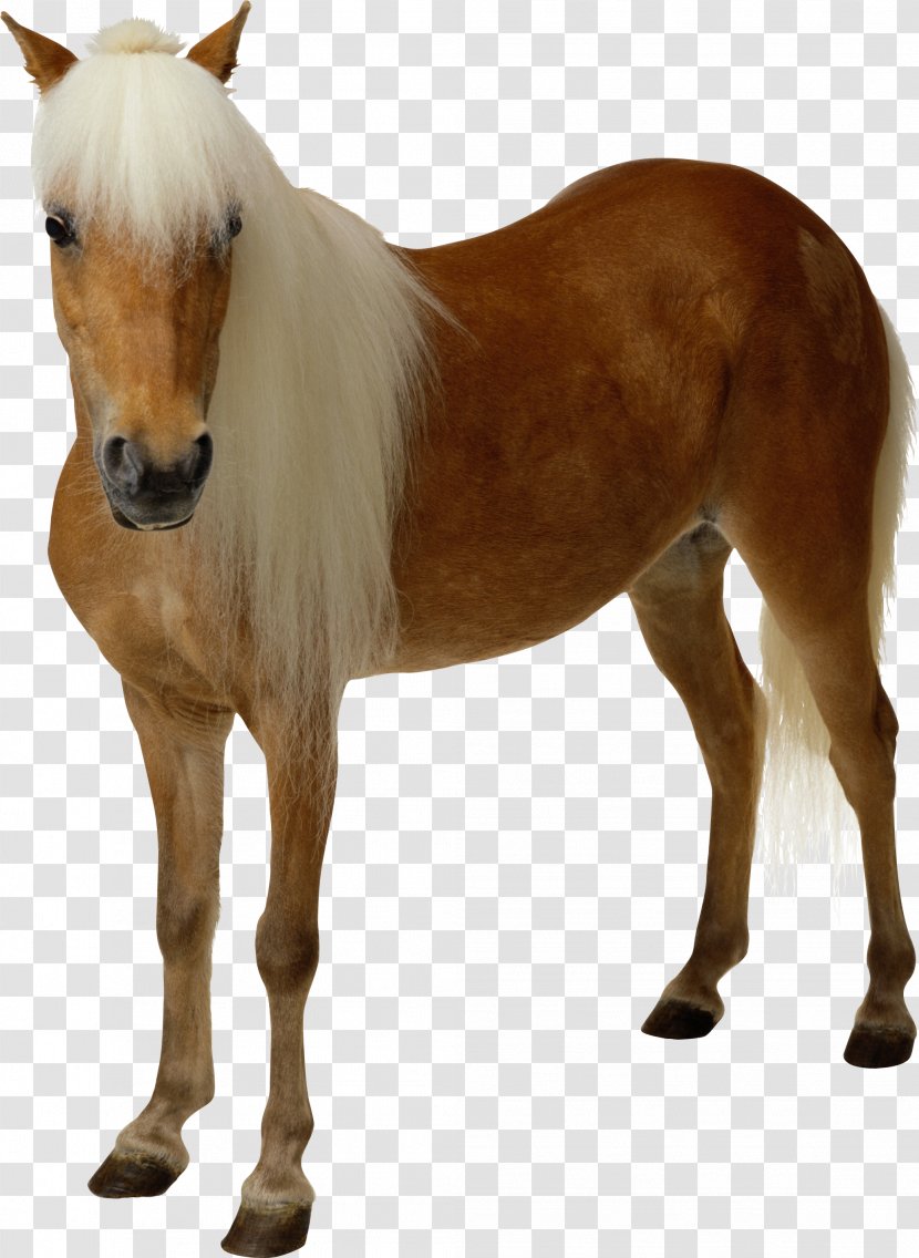 Arabian Horse Pony Clip Art - Image File Formats - Riding Transparent PNG