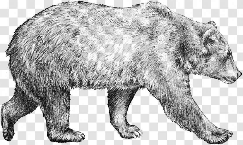 Brown Bear Drawing Grizzly Sketch - Carnivoran Transparent PNG