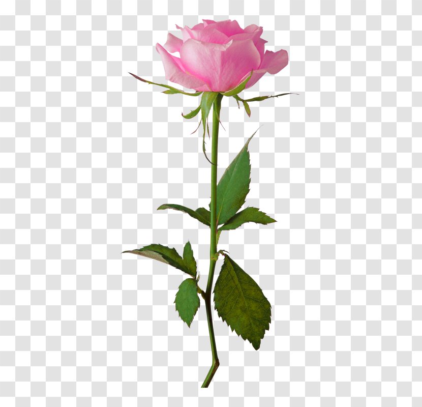 Rose Flower Clip Art - Cut Flowers Transparent PNG