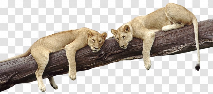 Lion Cougar Dog Zoo - Snout Transparent PNG