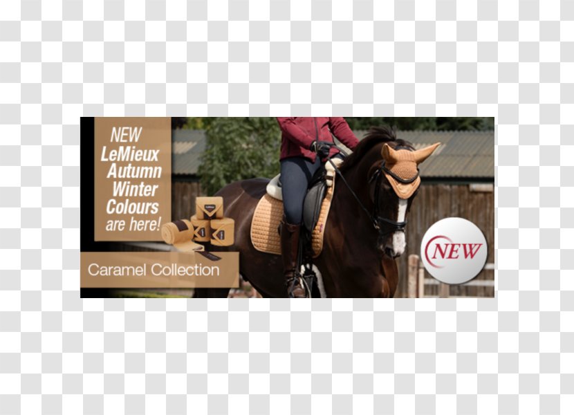 Horse Bridle Stallion Equestrian Caramel - Advertising - New Autumn Products Transparent PNG