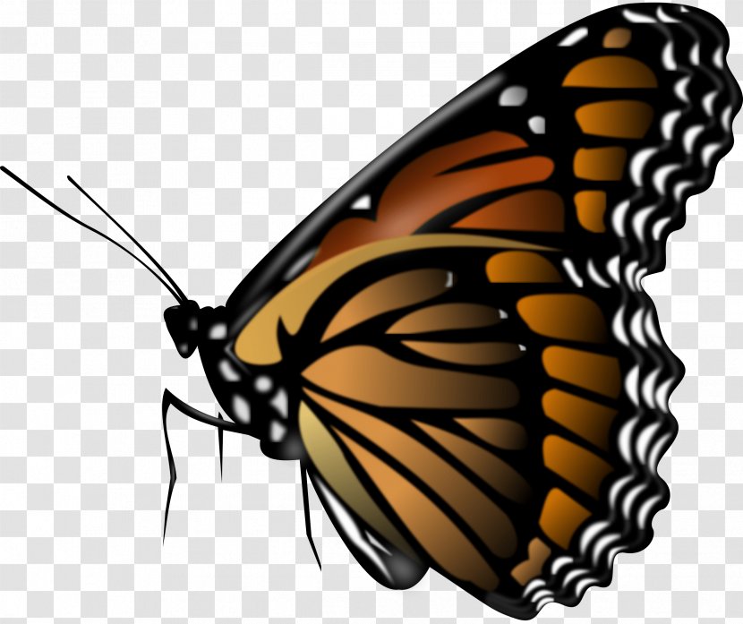 Butterfly Insect Clip Art - Public Domain - Image Transparent PNG