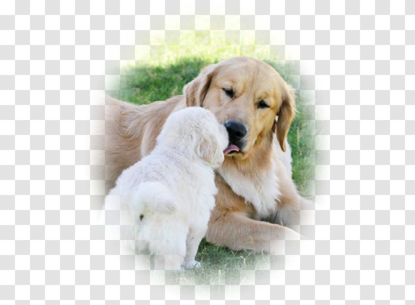 Golden Retriever Puppy Dog Breed Companion - Temperament Transparent PNG