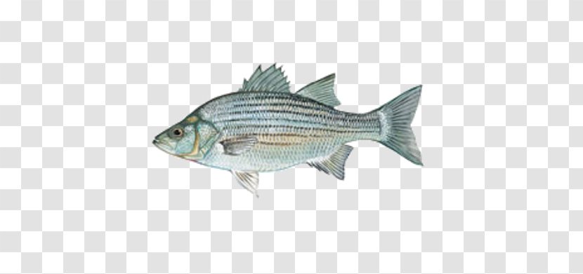 Fish White Bass Hybrid Striped Lewisville Lake - Organism Transparent PNG