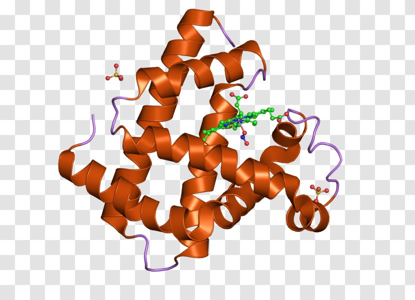 Clip Art Myoglobin - Text Transparent PNG