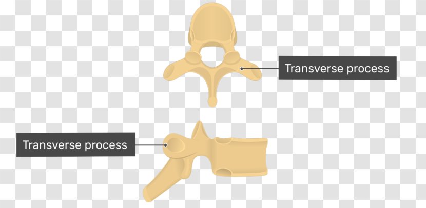 Thoracic Vertebrae Vertebral Column Spinous Process - Ear Transparent PNG