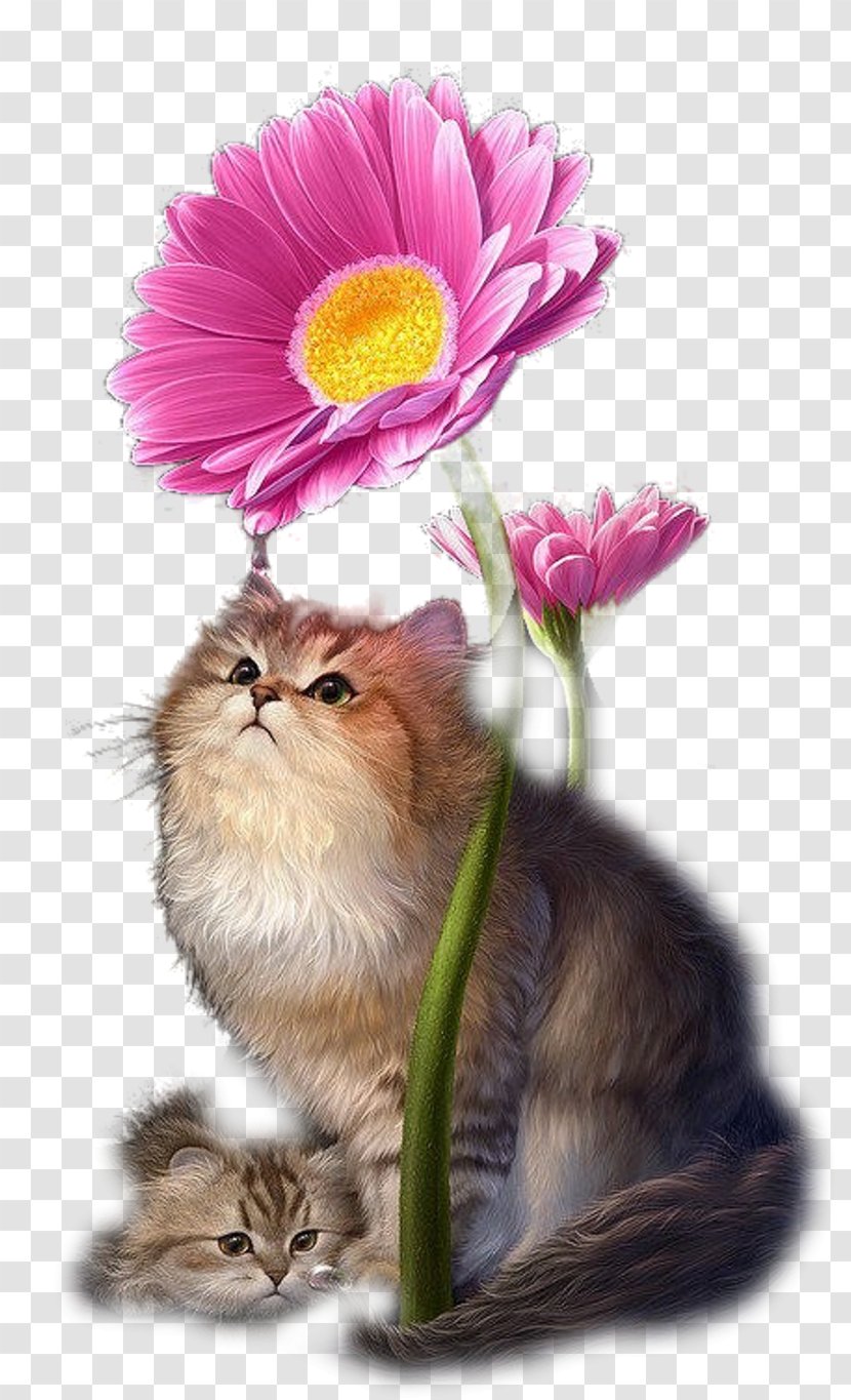 Kitten Whiskers Flowering Plant Plants Transparent PNG